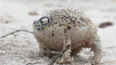 The Desert Rain Frog, it emits a high-pitched war cry when threatened.