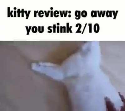 kitty review