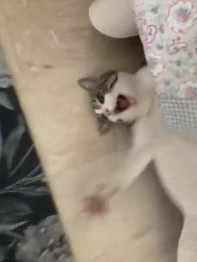 My cat going absolutely crazy!