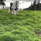 That is a very beautiful horse.