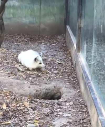 Lil Fox Loses His Friend