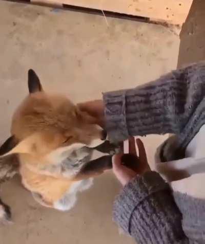 What a cute fox it is