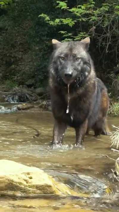 Is this a direwolf??!!