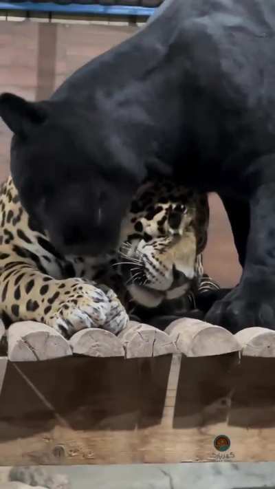 Happy pair at Gohar Park, Iran.