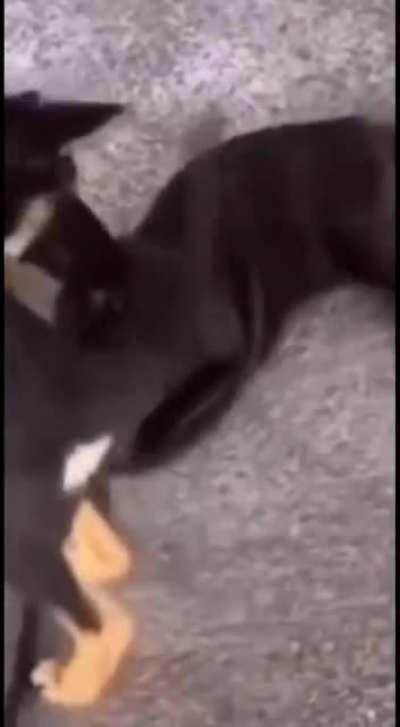 dOgGo StRaNglEd iNocEnT cAT tO dEaTh