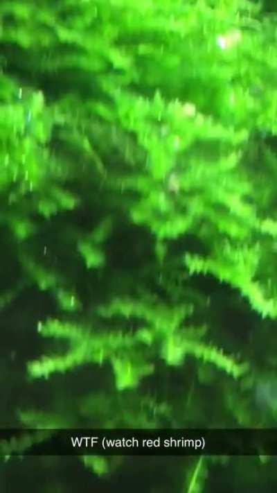 Pretty sure one of my cherries just teleported