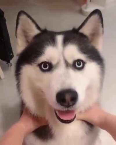 I want to share with all of you this doggo I found on my recommendations