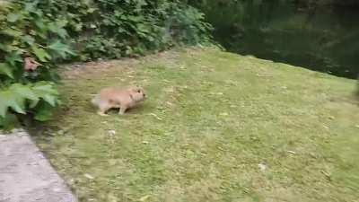 Rabbit zoomies 🐰➰