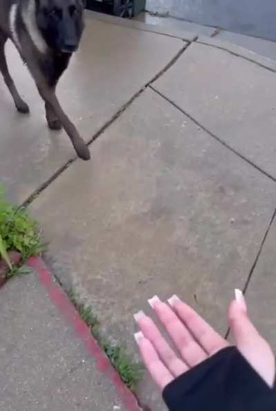 Trying to pet a dog on the street