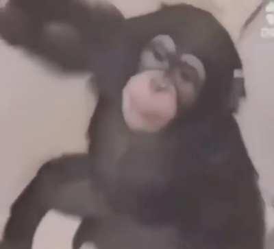 Monkey in my bethroom