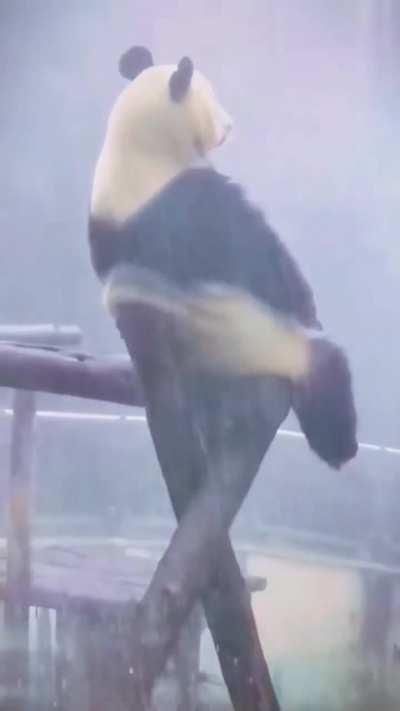 This is the bear in question