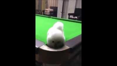 where’s the cue ball going??