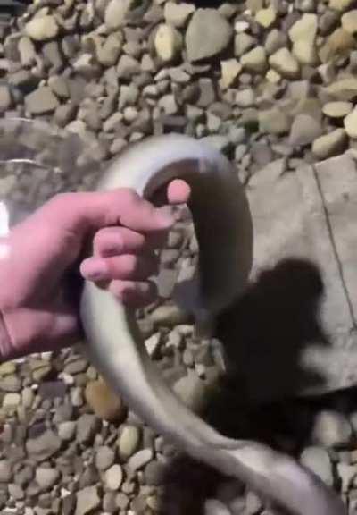 Man has underground eel pit in his home