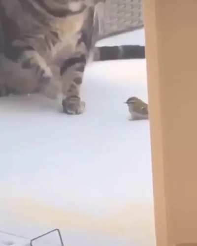Cat and Bird