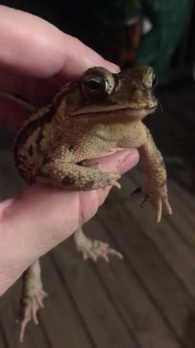 Toad goes full Ribbit-an edit with sources to fight misinformation