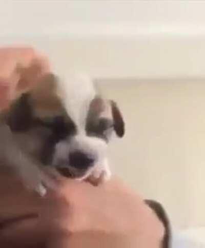 Puppy goes to veterinary for the first time