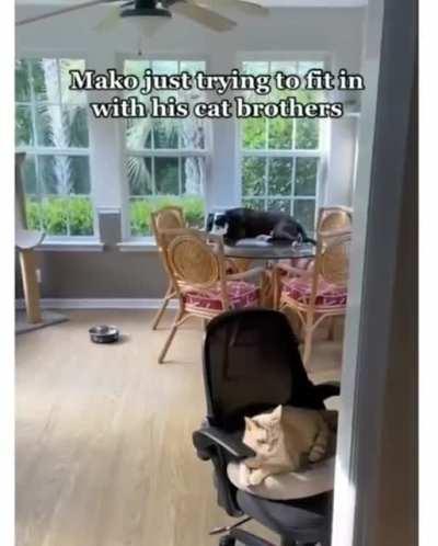 Doggo thinks he is a cat