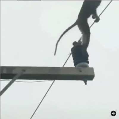 They replaced trees with electric poles and several monkeydonians are killed everyday