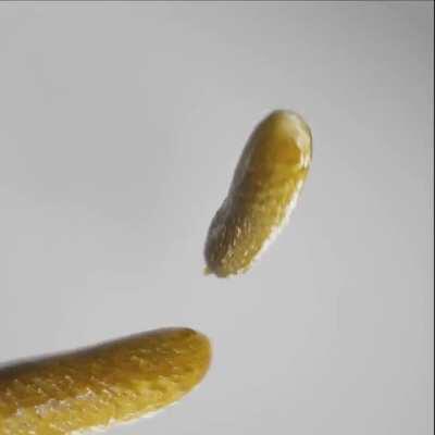 CuCuuuMberbatch ready and exposed!