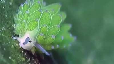 🔥Leaf Sheep are one of the only animals that can photosynthesize, is also able to produce enough energy through kleptoplasty that helps them stay alive for at least 2 months comfortably