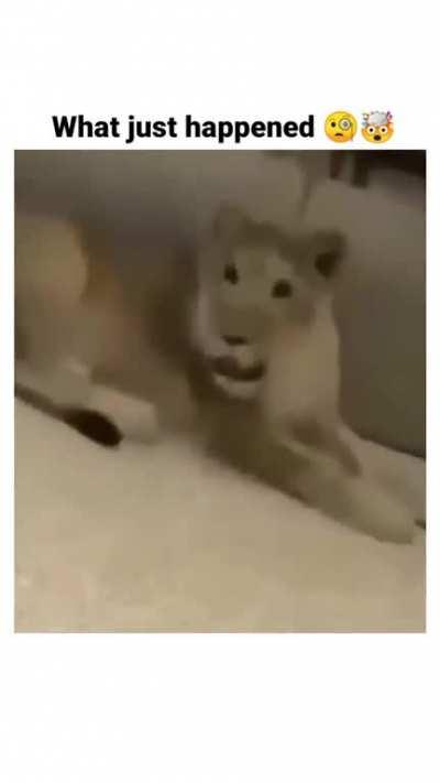 What the hell is going on here