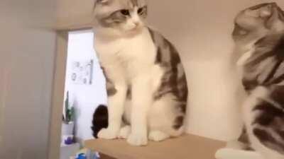 Só pode haver um rei