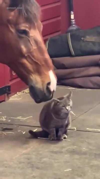Horse petting a cat.