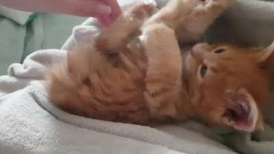 He's only 8 weeks but look at those paws! From seeing his parents, he's gonna be a big boi!!