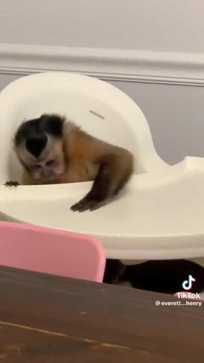 Hungy Monke (credit to @everett…henry - TikTok)