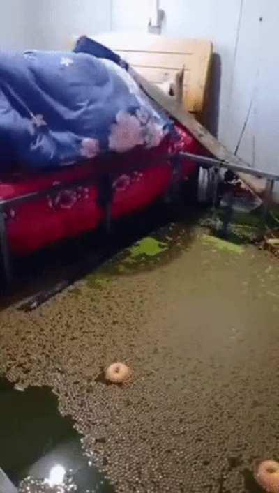 Blursed water bed