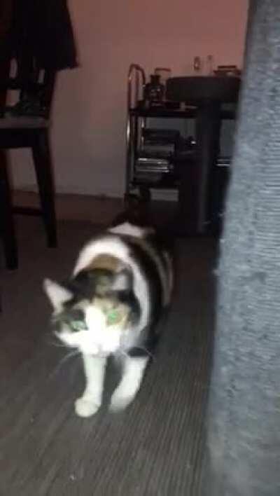 We love to sneak up on Sushi to get her best meows