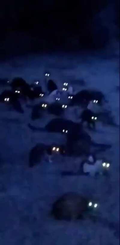 Cursed_creatures