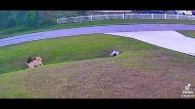 This kid's dog saves him from a dog attack