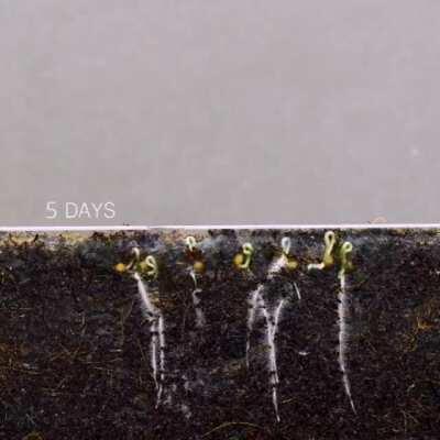 Timelapse of cherry tomato seeds growing