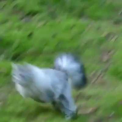 This Majestic Floof returns to the magic forest