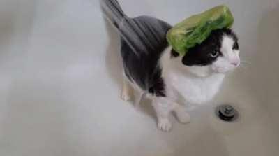 look at this silly fellow