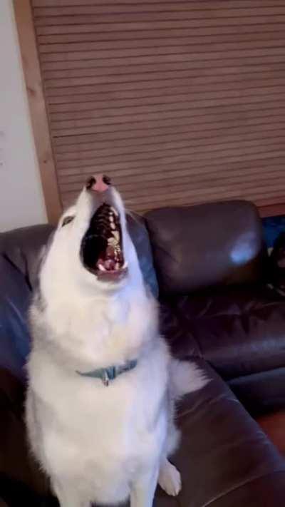 I heard you love Huskies! 😂