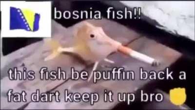 Serbia fish 🤢 BO$$nia fish 😎