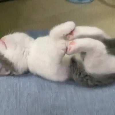 Such a cute little kitten 💕