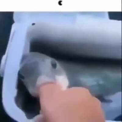 🐟💦