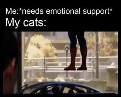 Pspsps come here buddy