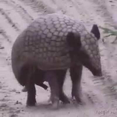 🔥 One of the oldest inhabitants of the planet - armadillos.....