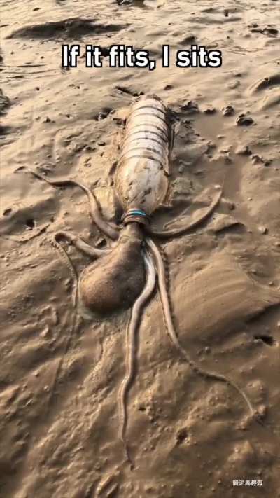 Bottle was empty, then it's been octopied.