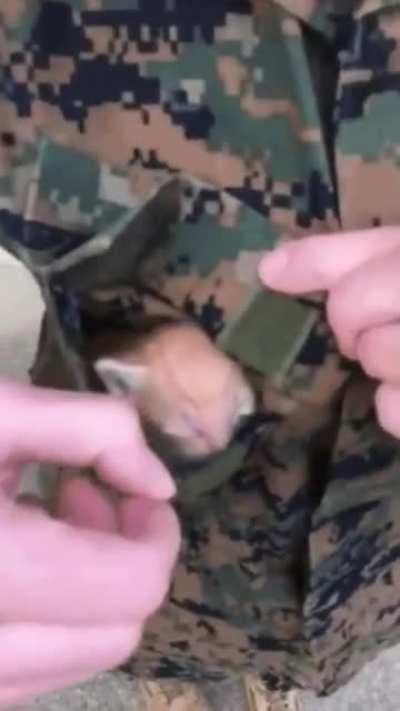 Tiny Tactical Cat