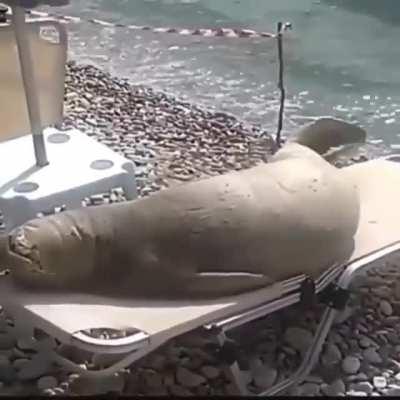 Beach beauty sunbathing