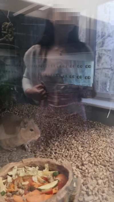 Ratatouille was never the same, so they say....