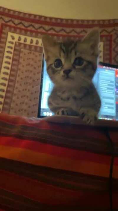 My cat is the Laptop guardian 🤣 They never let me go near my laptop, anyone else’s cat do this?