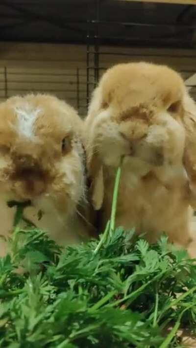 Stop scrolling for a sec to relax to these buns having a feast