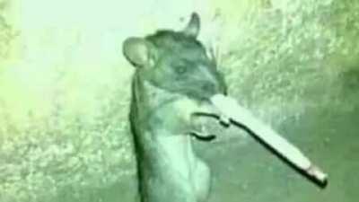 Me and my rat goons goofin around.