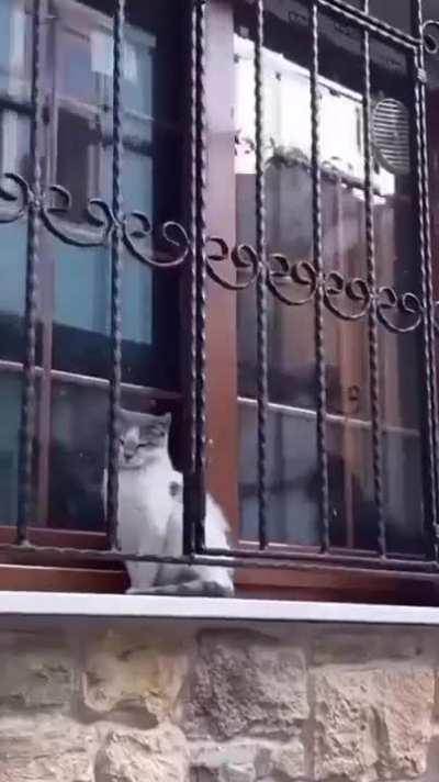 You think Schlatt would appreciate a cat video?